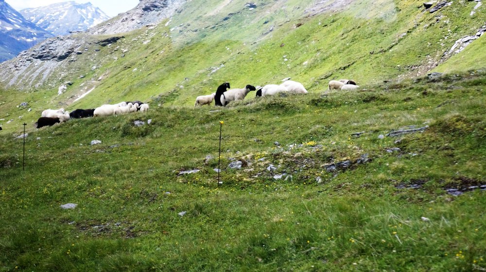 18.06.23_177_ дорога Гросглоккнер.JPG