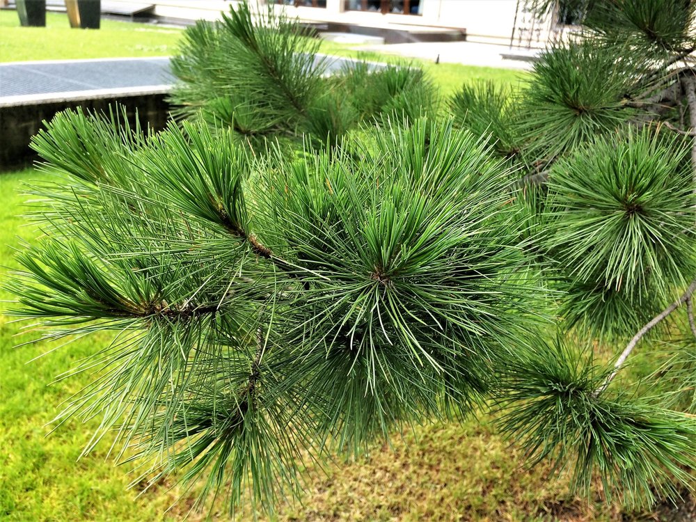 18.06.28_218_ Швейцария_  Цирматт.JPG