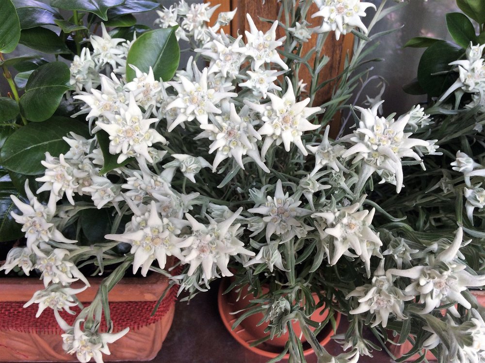 18.06.28_174_ Швейцария_  Цирматт.JPG