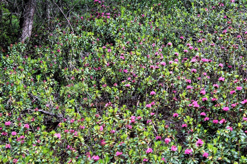 18.06.28_222_ Швейцария_ Горнерград.JPG