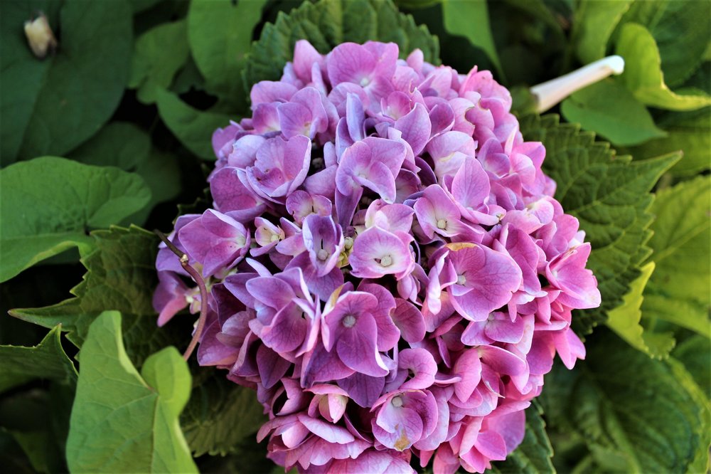 18.06.29_030_ Италия_Стреза.JPG