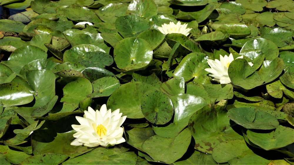 18.06.29_676_ Италия_ о.Изола-Белла.JPG