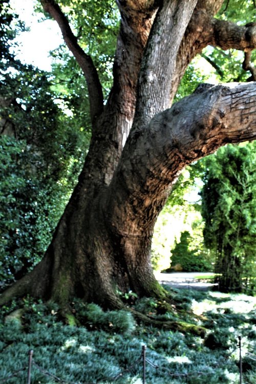 18.06.29_473_ Италия_ о.Изола-Белла_ камфорное дерево.JPG