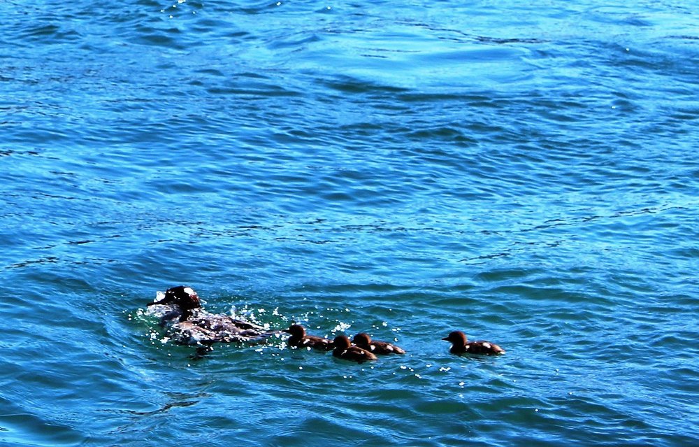 18.06.26_041-7_ Женева.JPG