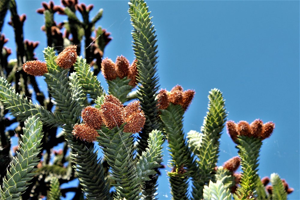 18.06.29_043_ Италия_Стреза.JPG