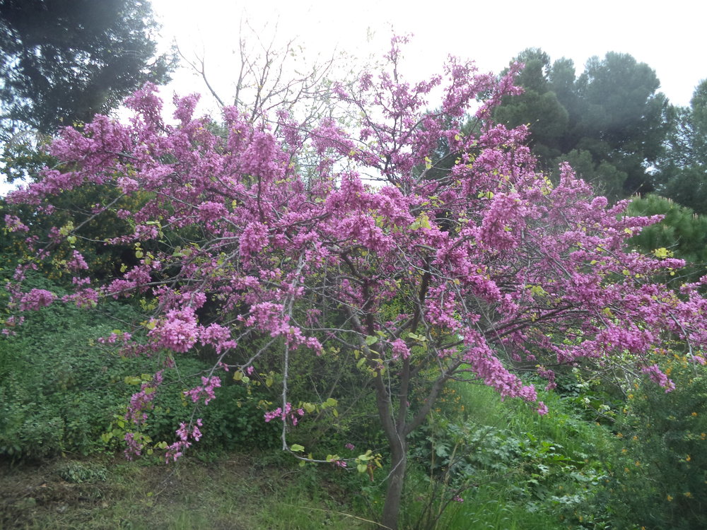 Барселона. Парк Монжуик.JPG