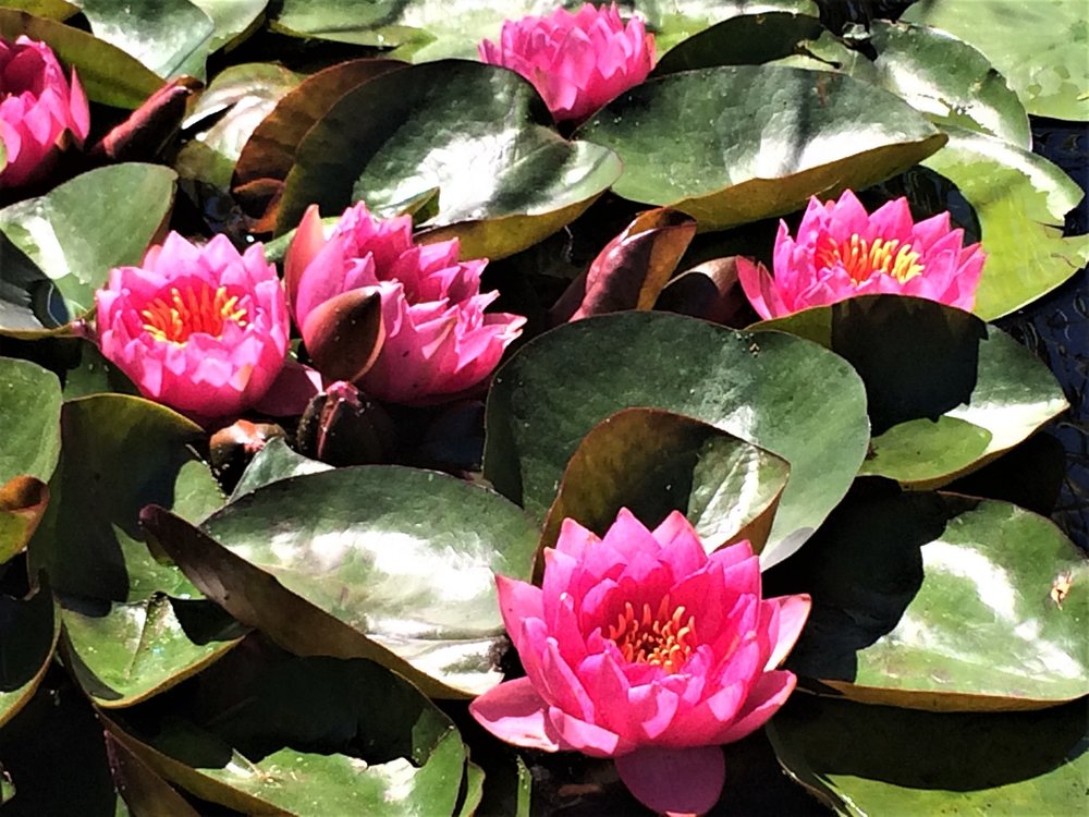 18.06.29_685_ Италия_ о.Изола-Белла.JPG