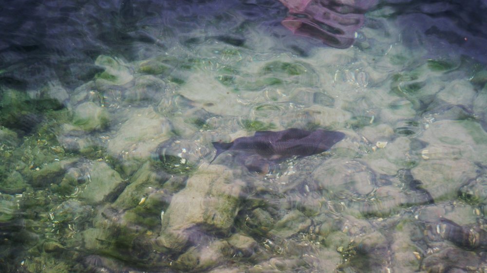 18.06.24_380_  Швейцария_ Люцерн.JPG