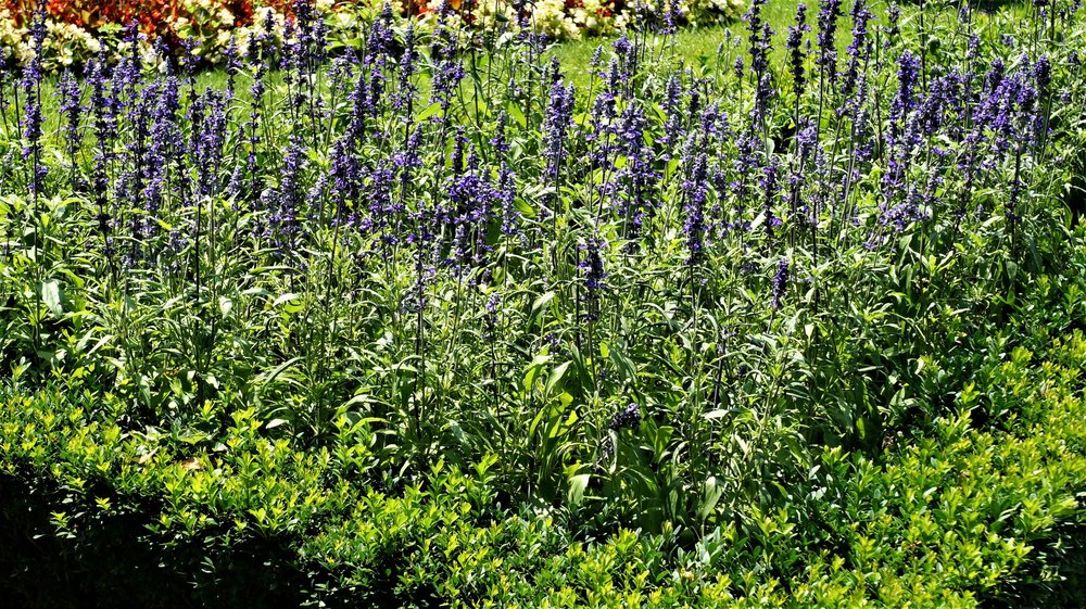 18.06.21_138_ Вена_ Народный парк.JPG