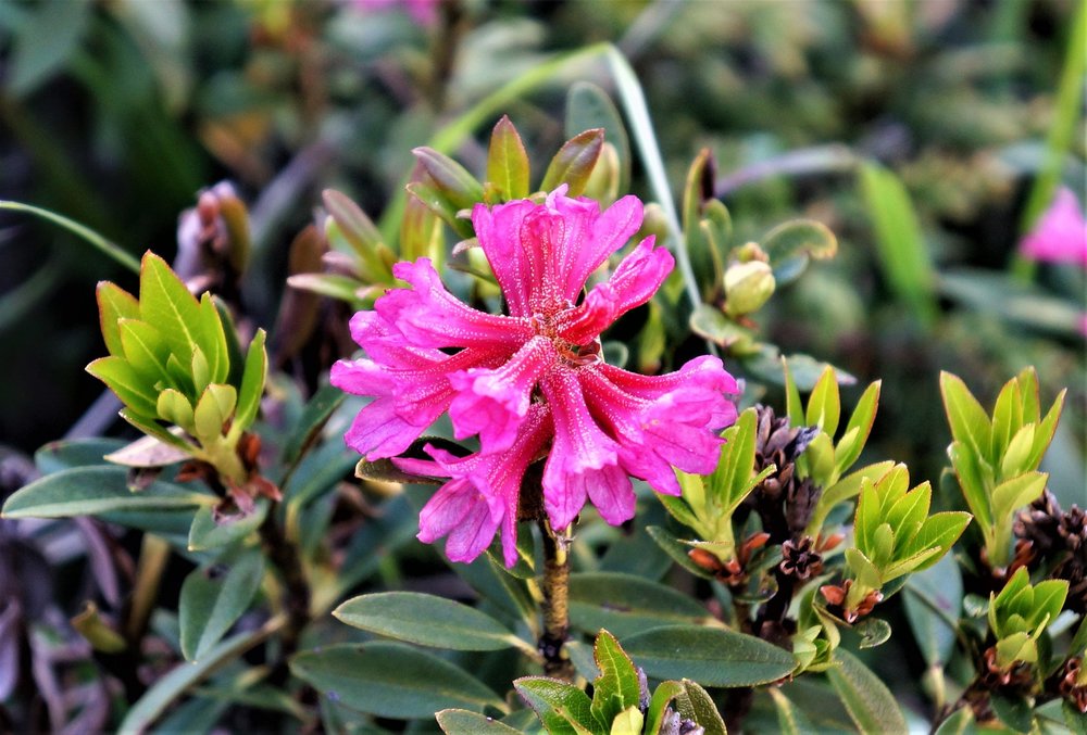 18.06.28_060_ перевал Симплон.JPG