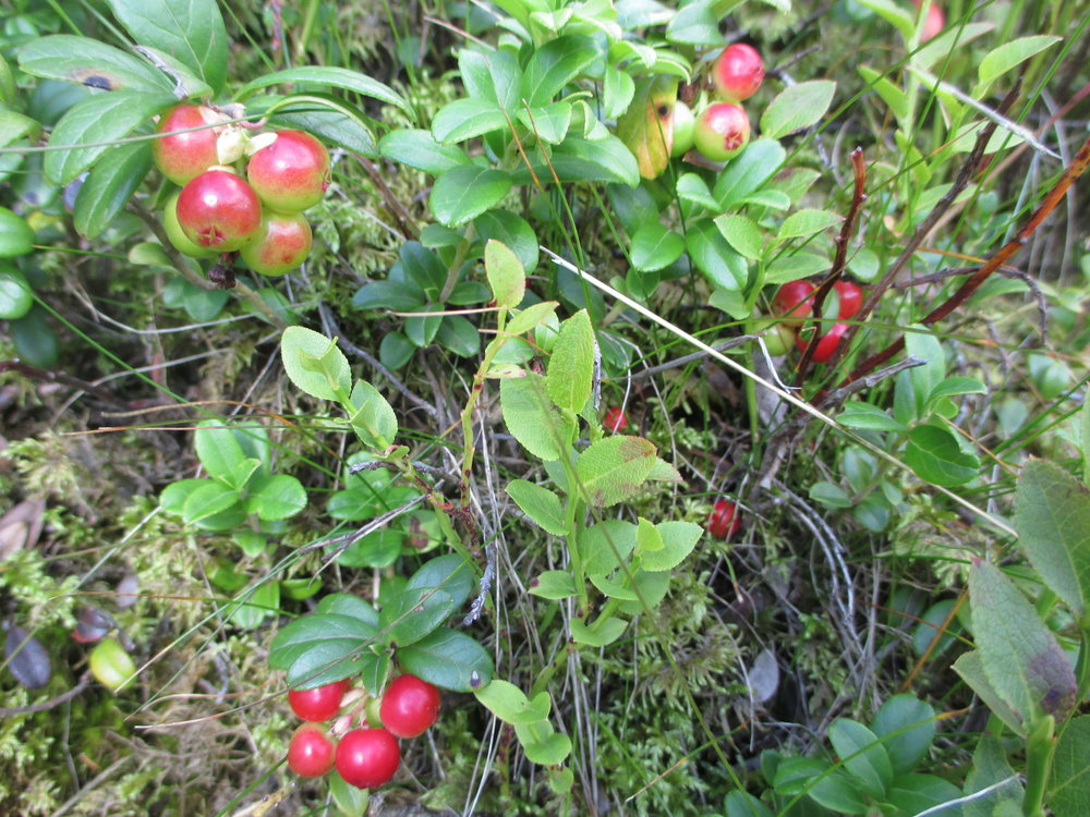 IMG_7851.JPG