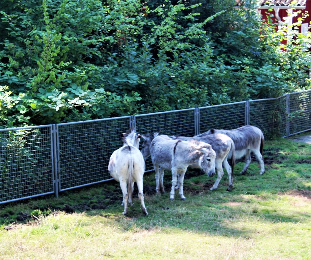 18.06.30_075_ о.Майнау.JPG