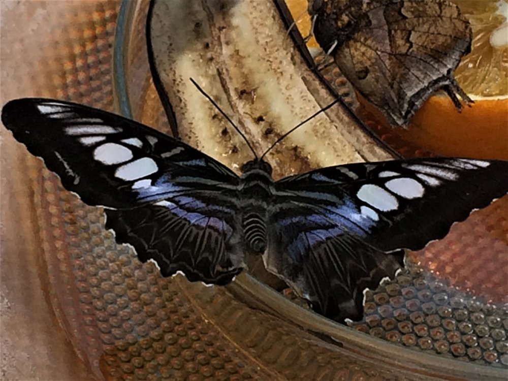 18.06.30_407_ о.Майнау.JPG