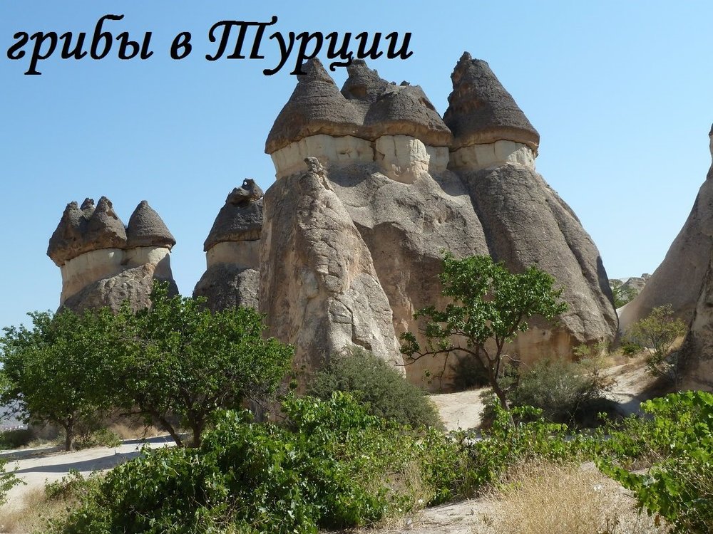 Грибы в Турции (Каппадокия).jpg