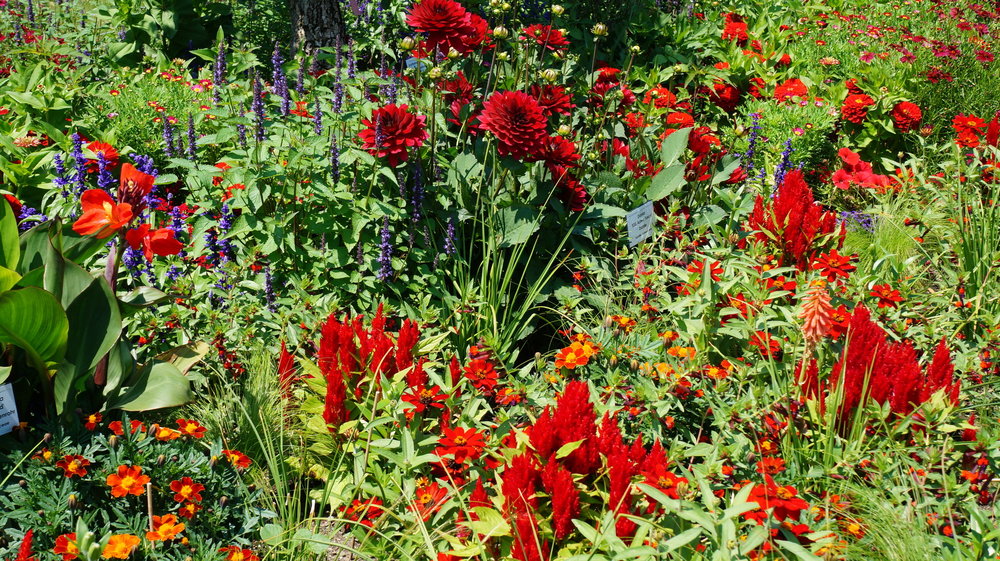 18.06.30_289_ о.Майнау.JPG