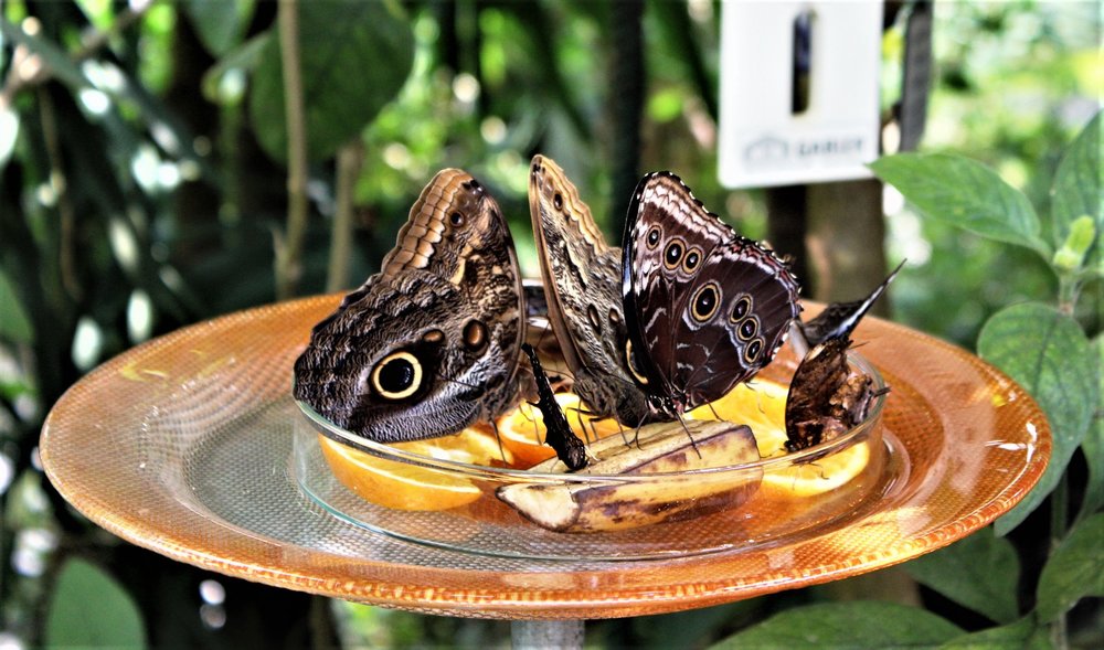 18.06.30_347_ о.Майнау.JPG