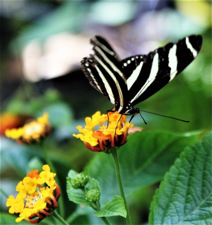 18.06.30_397_ о.Майнау.JPG