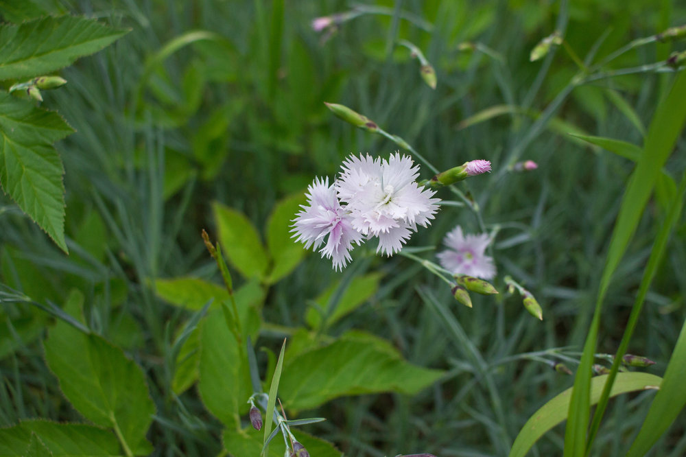 IMG_4126 Ботанический сад Белые гвоздики.jpg