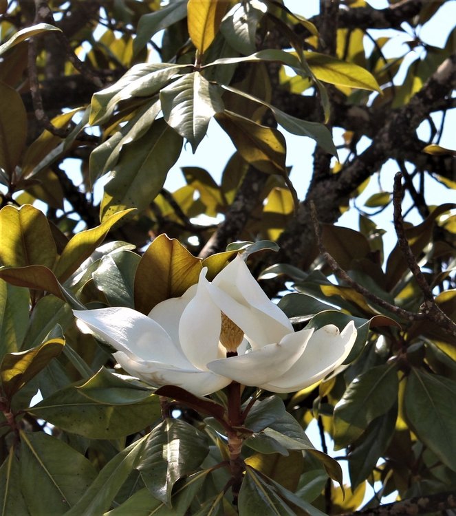 18.06.30_212_ о.Майнау.JPG