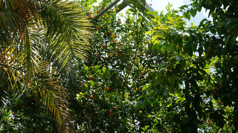 18.06.30_241_ о.Майнау.JPG