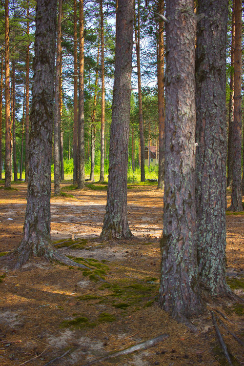 IMG_4424 Сямозеро.jpg