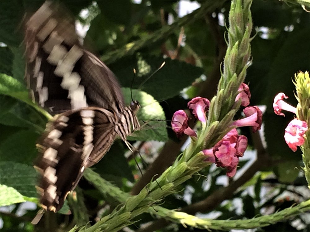 18.06.30_376_ о.Майнау.JPG