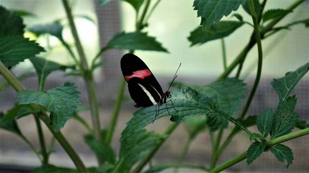 18.06.30_367-1_ о.Майнау.JPG