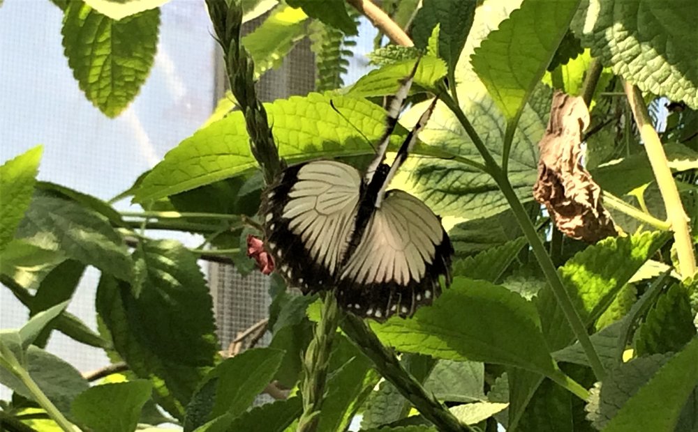 18.06.30_372_ о.Майнау.JPG