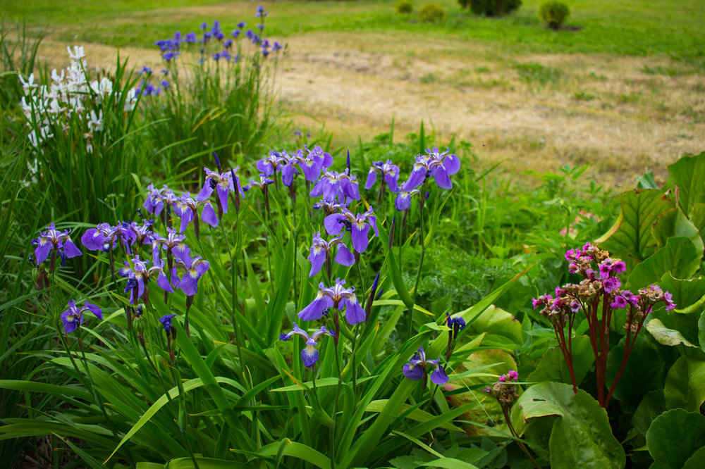 IMG_4112 Ботанический сад.jpg