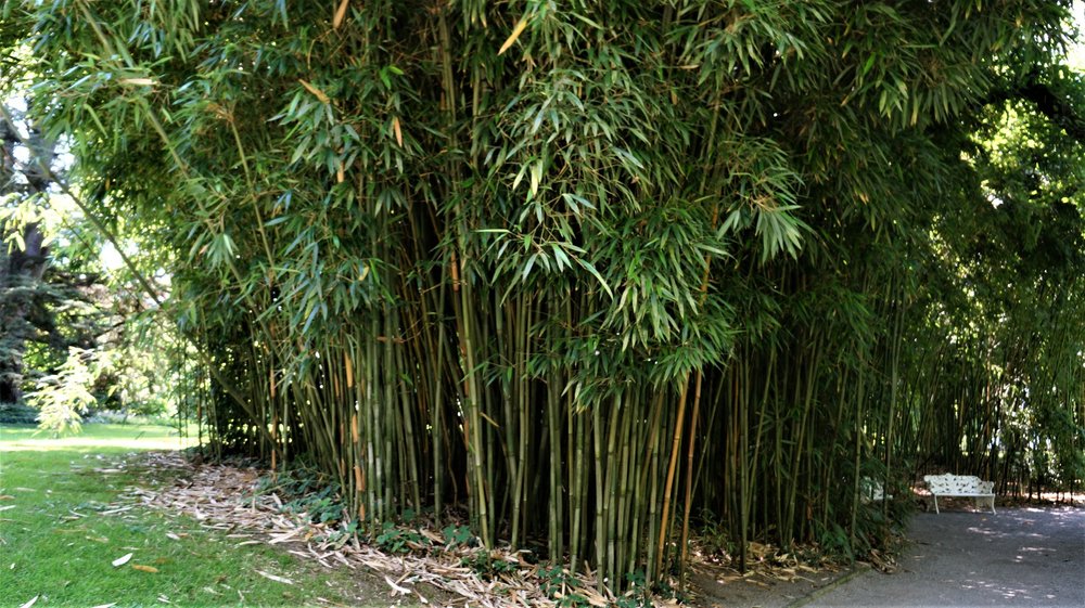 18.06.30_313_ о.Майнау.JPG