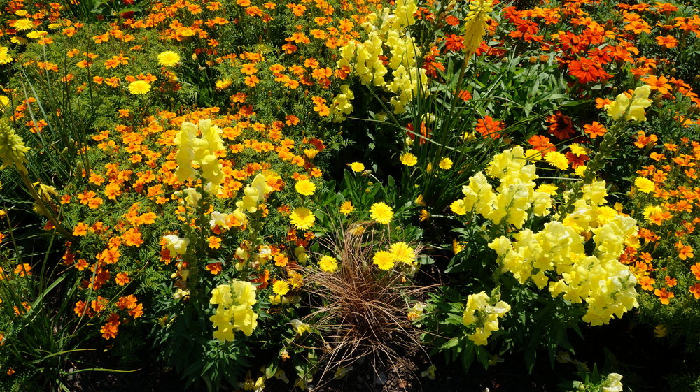 18.06.30_145_ о.Майнау.JPG