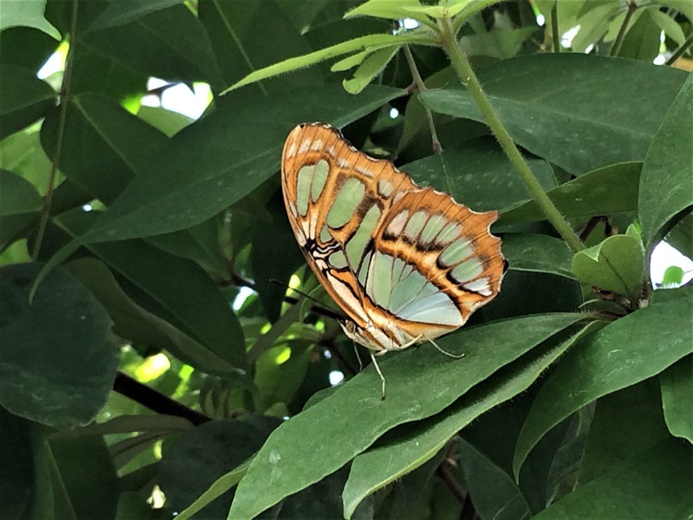 18.06.30_380_ о.Майнау.JPG