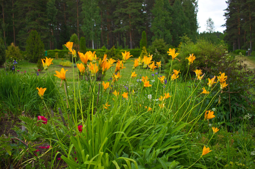 IMG_4121 Ботанический сад.jpg