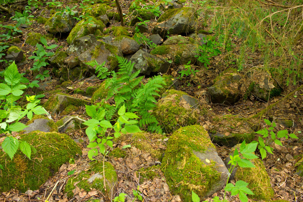 IMG_3977 Заповедник Кивач.jpg