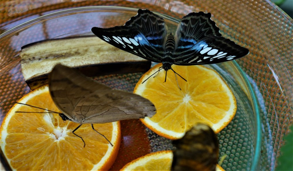 18.06.30_405_ о.Майнау.JPG