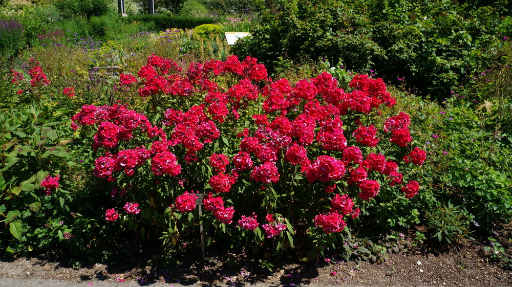 18.06.30_071_ о.Майнау.JPG