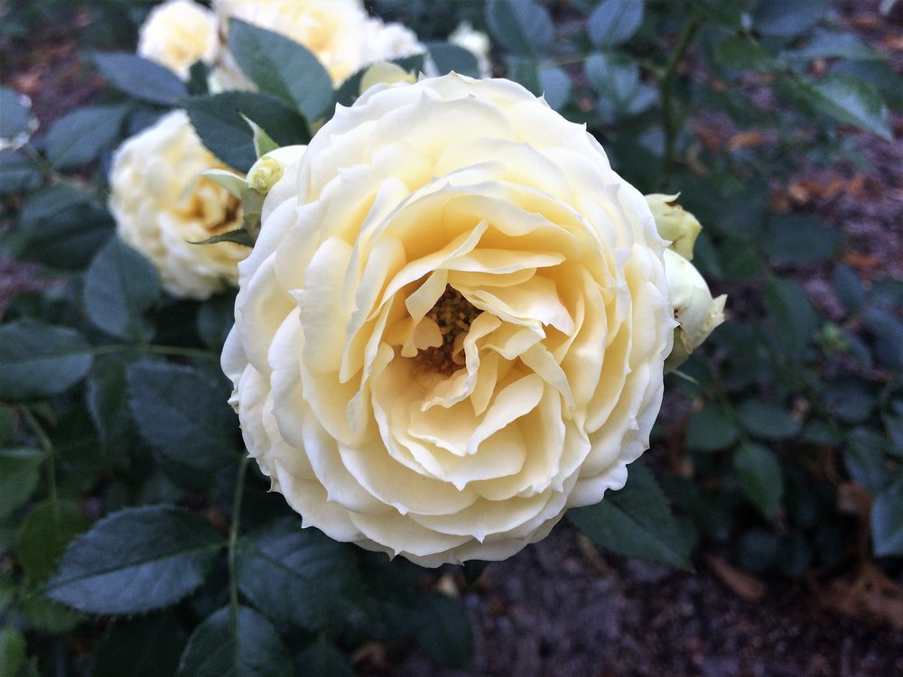 18.06.30_189_ о.Майнау.JPG