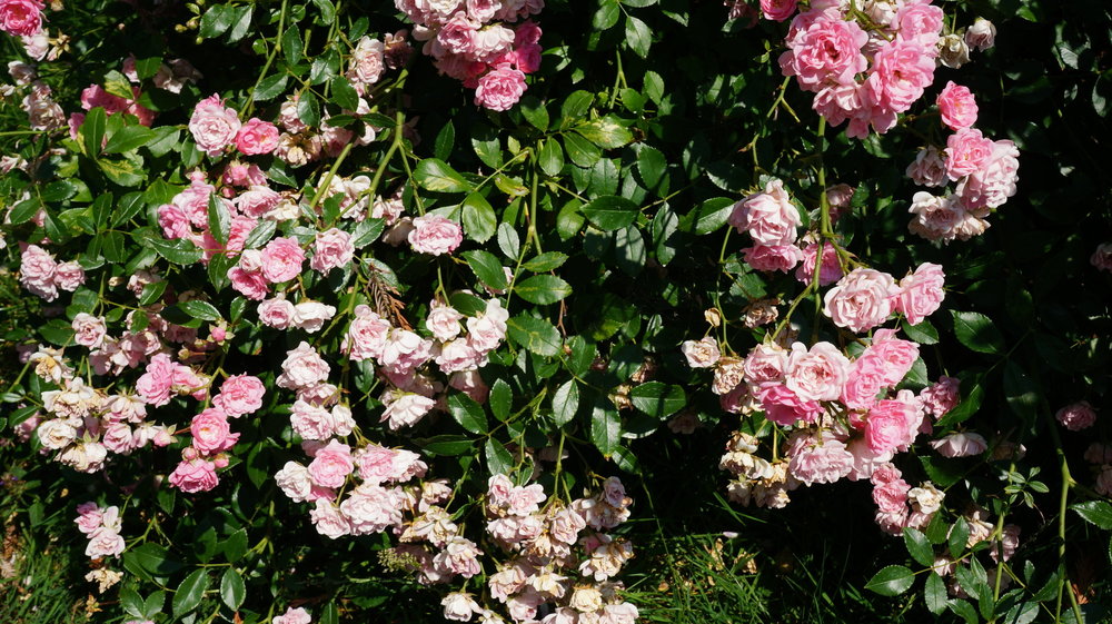 18.06.30_122_ о.Майнау.JPG