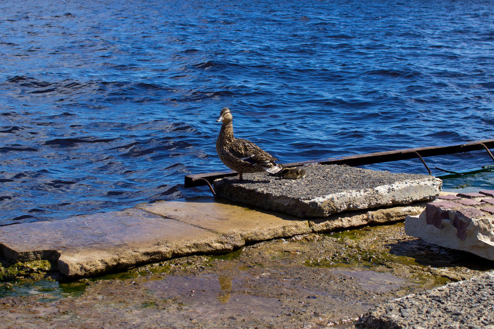 IMG_4043 Взгляд молодой мамы.jpg