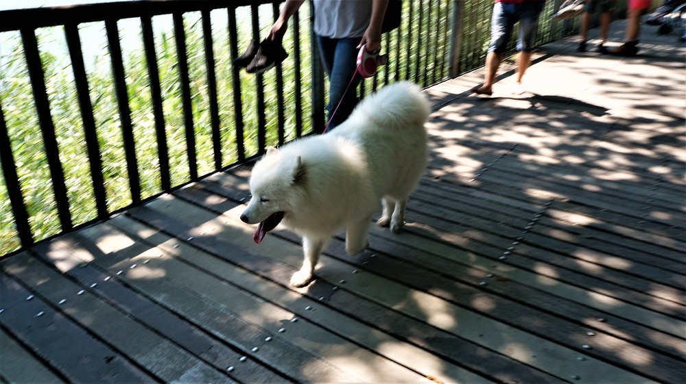 18.06.30_428_ о.Майнау.JPG