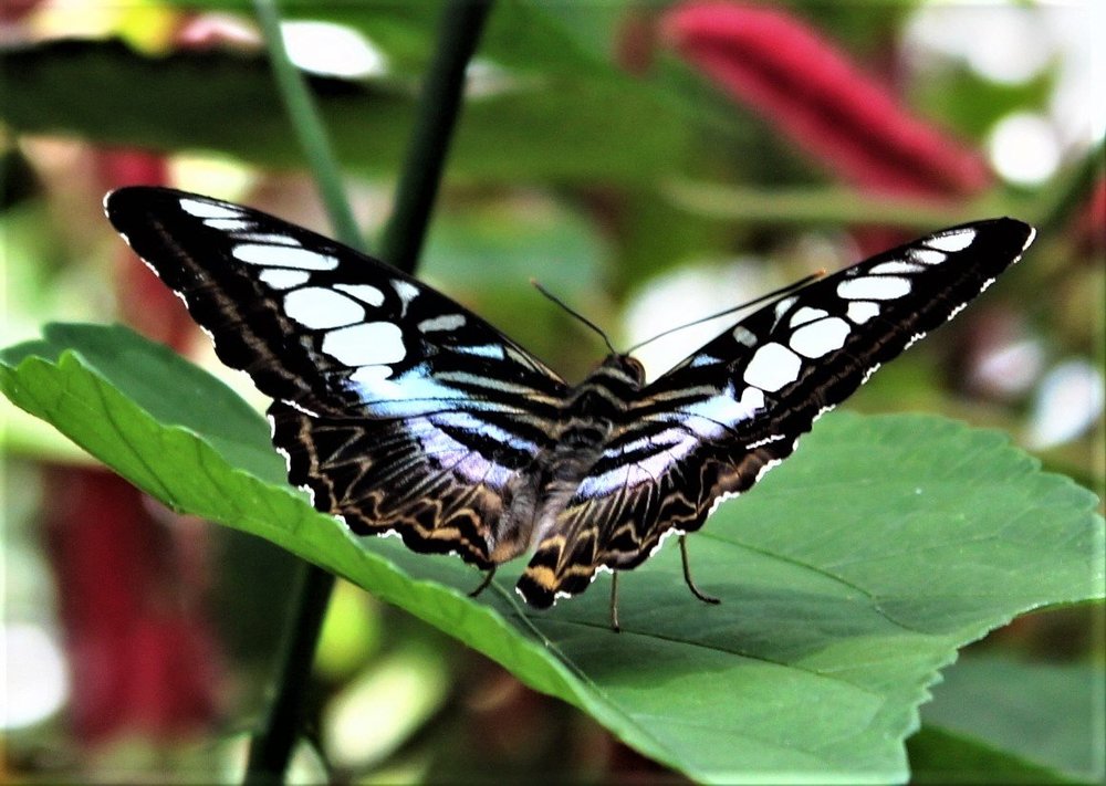 18.06.30_356_ о.Майнау.JPG