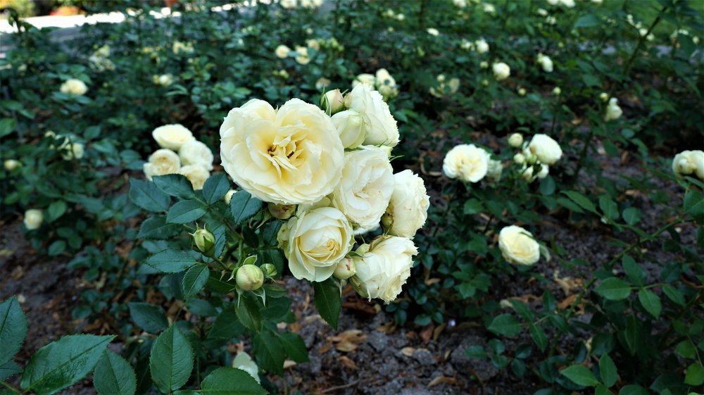 18.06.30_186_ о.Майнау.JPG