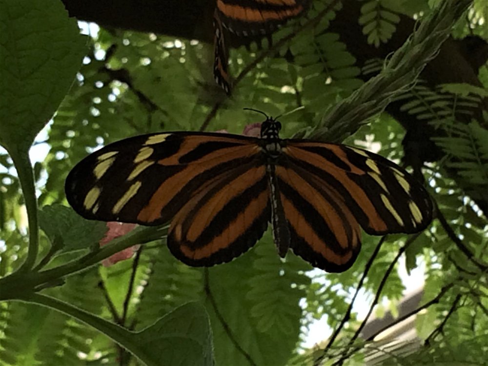 18.06.30_379_ о.Майнау.JPG