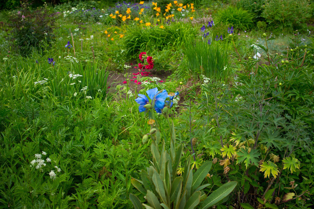 IMG_4132 Ботанический сад.jpg