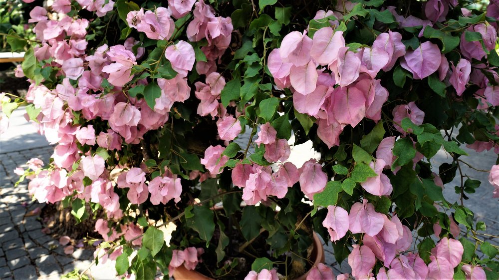 18.06.30_237_ о.Майнау.JPG