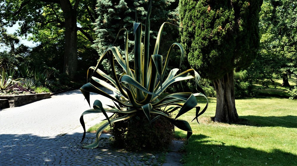 18.06.30_183_ о.Майнау.JPG