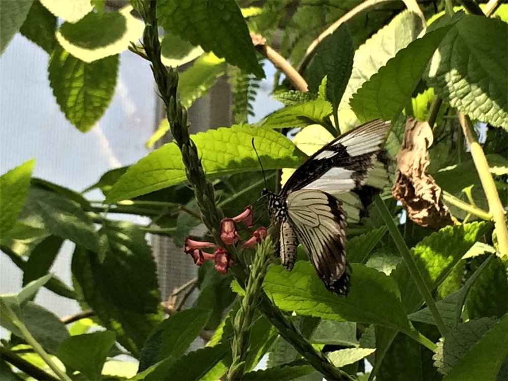 18.06.30_374_ о.Майнау.JPG