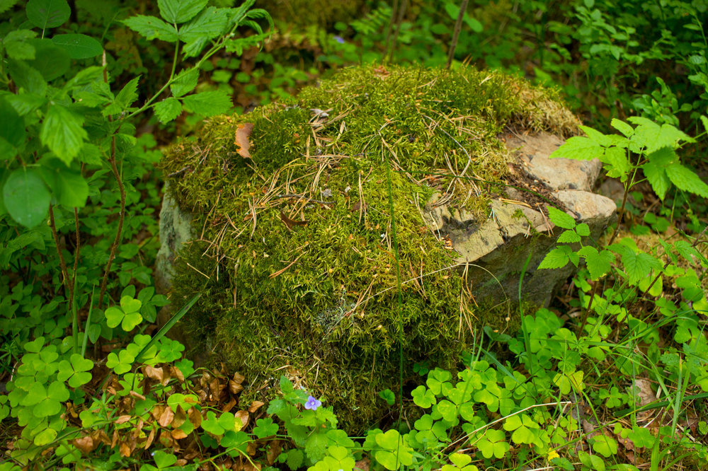 IMG_4153 Ботанический сад.jpg