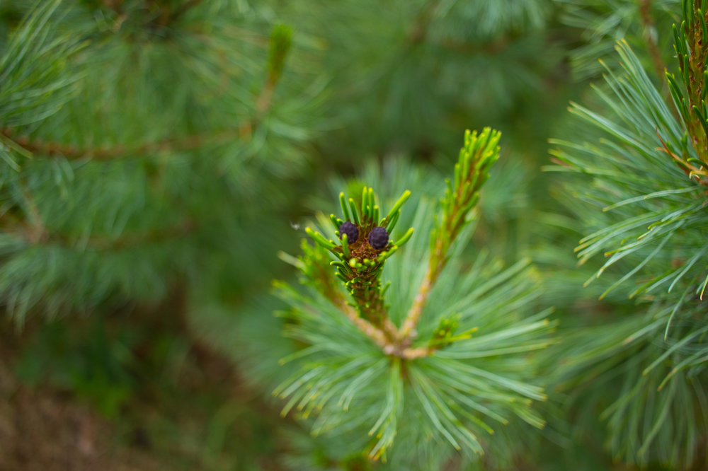 IMG_4115 Ботанический сад Юные шишки.jpg