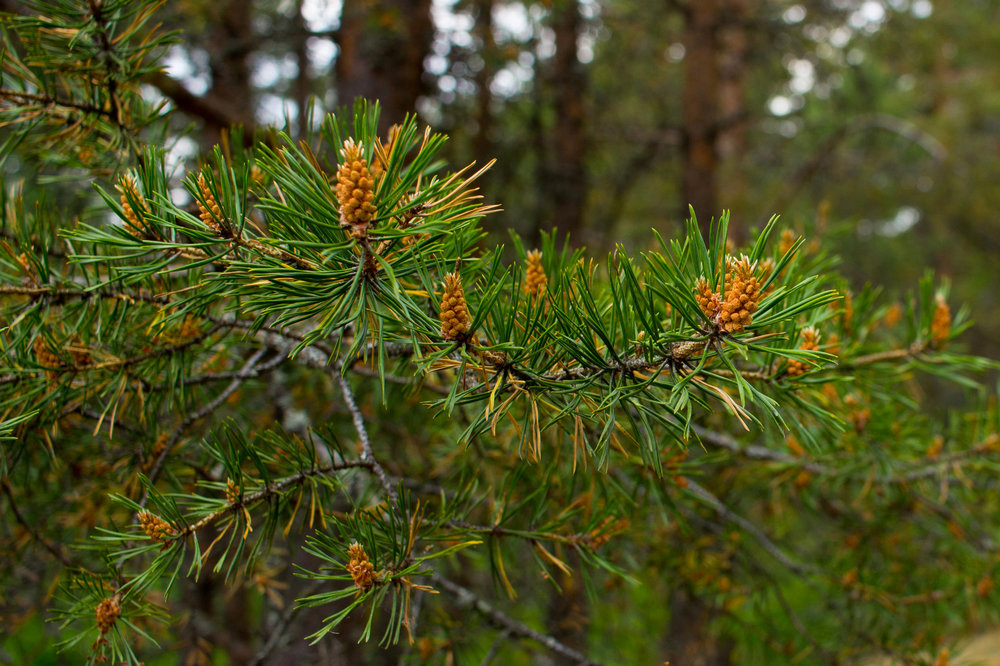 IMG_4194 Урочище Чертов Стул.jpg